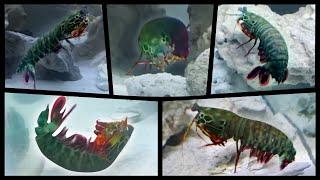 Giant Mantis Shrimp Tales