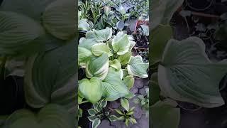 Хоста саджанці для продажу #хоста #hostas #shorts