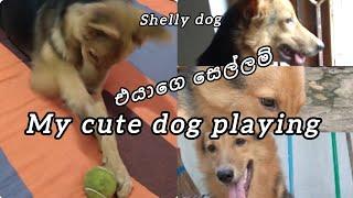 My beautiful shelly dog very cute action |lovly dog | german shepherd  #dog #germanshepherd #cute