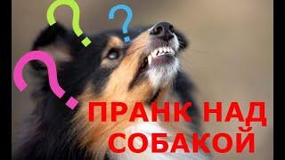  Звуки которые заставят вашу собаку смешно реагировать! ПРАНК НАД СОБАКОЙ! 