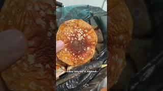 Грибы запакованы для покупателей)