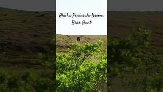 Alaska Peninsula Brown Bear Hunt