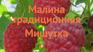 Малина традиционная Мишутка (rubus)  малина Мишутка обзор: как сажать саженцы малины Мишутка