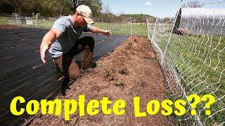 What Happened To Our Potato Crop?! | The Chicks Are Moving On!