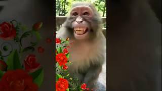 nakal utarane wala Bandar  dubbing monkey #sorts #viral #funny #comedygold #comedy #comedyfilms
