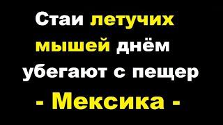 В небе происходит нечто такое, что с Земли убегают уже даже летучие мыши | TimonFix