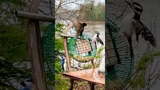 Woodpecker vs. Starling in the rain #birds #nature #wildlife