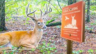 FINDING Public Land BUCK BEDS!!!