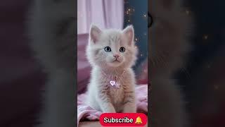 cat vs human  A story of grief, love, and hope. kitten loves #cat #lostanimal #cute #catshorts