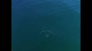 Samsung galaxy A50 slow mo video. Child, sea, coin.