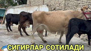 ДАНЁРБЕКДИ ВЕРМАСИДА МАЛЛА ШВЕД КОРА СУТЛАРИ КУП СИГИРЛАР СОТИЛАДИ SOTILADIGON SIGIR 28 октября 2024