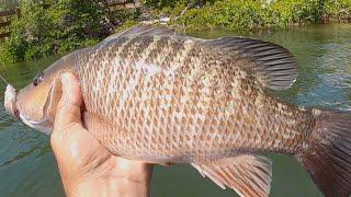 2 Hours Raw Uncut Saltwater Fishing With Shrimp And Cut Bait (Florida Kayak Fishing)