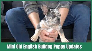 Mini Old English Bulldogs Puppy Update