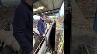Có dễ dàng như bạn nhìn thấy  #sheep #shorts
