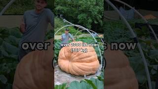 Giant Pumpkin growing 15 pounds a day (7kg)