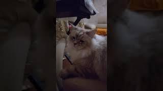 котик