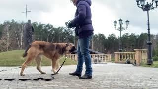 Как приучить собаку к наморднику.С Вами кинолог Наталья Севостьянова