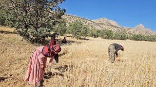 Traditional Barley Harvest in the Mountains | Real Life of a Nomadic Family