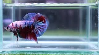 [16_A3]Live Betta Fish High Quality HMPK Male Red GalaxyVideo Included