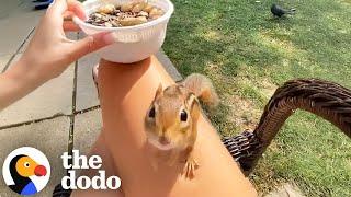 Chipmunk Plays Freeze Game With His Human BFF | The Dodo