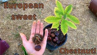 How to grow Chestnut trees from seed (European sweet chestnut)