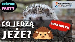 Co jedzą jeże, co im szkodzi, czym karmić jeże?