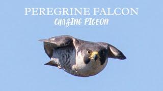 Peregrine Falcons Hunt Pigeon in High Speed Chase | 4K Narrated Film