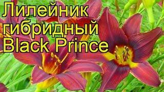 Лилейник гибридный Черный Принц. Краткий обзор, описание характеристик hemerocallis Black Prince