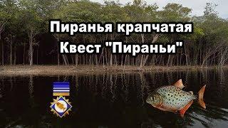 РР3. Пиранья крапчатая  Квест "Пираньи". Russian Fishing. Piranha quest.