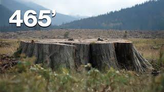 They Cut Down The World’s Tallest Tree!