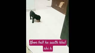 Noor ball ke saath khel rhi h #doglovers #techdjgaming @GamerDJ9 @doglovers683