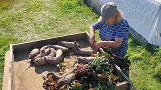 Урожайная осень.  Autumn harvest.