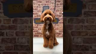 Doggy Daily Episode 267: Hamish the Cavapoo  #cavapoo #doggrooming