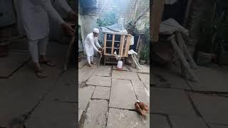 Fancy Pigeons  Kabutar Status ️ Saboor Hasan