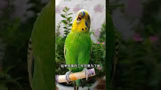 #年轻人养宠图鉴 #夏日萌友季  #parrot #cuteparrot