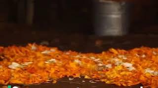 Día de Muertos México 2 - Por INAH TV
