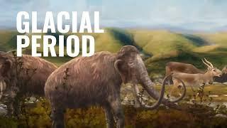 How was Beringia formed?