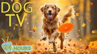 DOG TV: Best Autumn Video to Keep Dogs Calm & Entertain While You're Away - Happy Tunes for Dogs