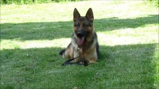 Reks | dog guard team