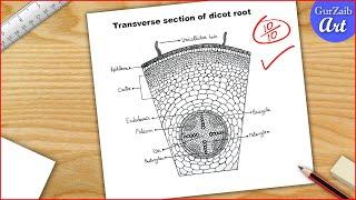 Dicot root diagram drawing - Easy step by step