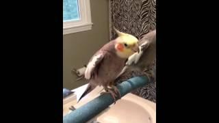 Willie the Cockatiel sings kill bill song, dances and says