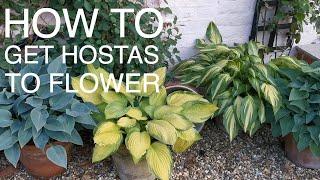 How to get Hostas to Flower