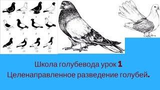 Школа голубевода часть 1 Целенаправленное разведение голубей