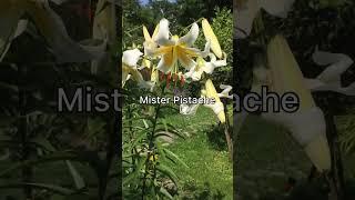 Lilium Mister Pistache #lilium #лілії