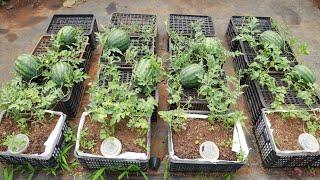 Growing watermelon at home is easy, big and sweet if you know this method