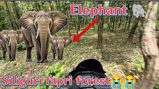 Elephant  Siliguri fapri forest  Elephant ke sat aj finnally mulakat ho geya 