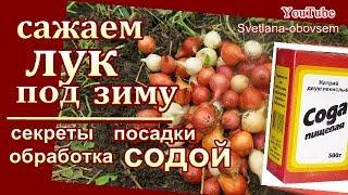 САЖАЕМ ЛУК под ЗИМУ..   КОГДА и КАК САЖАТЬ ЛУК ОСЕНЬЮ.. СУПЕР СПОСОБ..ОБРАБОТКА ПИЩЕВОЙ СОДОЙ..