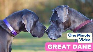 Great Dane | In 1 Minute