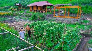 Lost In The Old Forest. Harvesting Canarium Fruit To Sell At The Market, Sang Vy Farm Garden