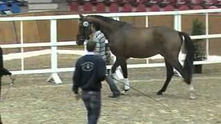 Quentin H as 2 year old stallion at Oldenburg körung